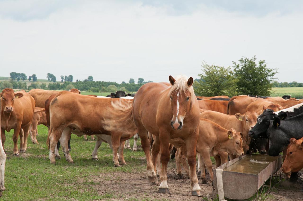Agroturystyka Lolkowo Srokowo Экстерьер фото